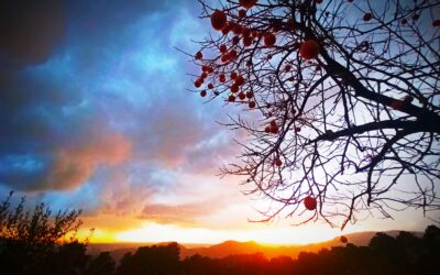 Cos’è Boscodirovo?