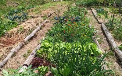 Il manifesto del Contadino Impazzito di Wendell Berry